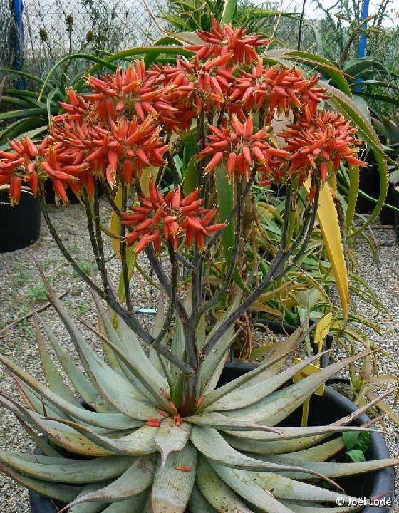 Aloe hereroensis ©JLcoll.300